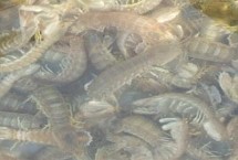 皮皮虾养殖温度和盐度，平时要均匀投喂并保持水质