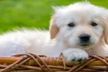 狗穿上鞋子为什么就不会走路了，可能是指甲太长或髋关节发育不良