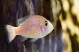 怎么降低斑马鱼的死亡率，可能是水质不佳或温度不合适所致