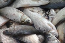 大板鲫是什么鲫鱼，野钓还是黑坑竞技都非常出色