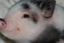 宠物猪的常见品种，寿命在10年左右