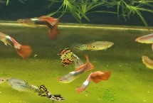 孔雀鱼需要氧气吗，需添置水泵打氧才能更好地生长