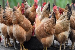 鸡脱毛应喂些什么药，疾病会导致鸡脱毛