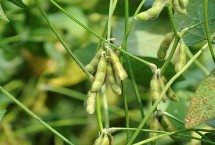 邯豆14大豆栽培技术要点，生育期平均136天