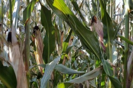 海禾111玉米栽培技术要点，中抗茎基腐病1-5级