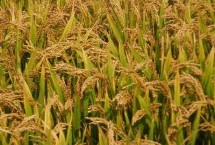 龙源粘1号水稻栽培技术要点，糯稻品种