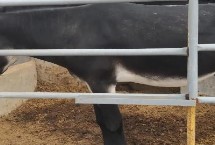 为什么养驴的人很少，分别为佳米驴、泌阳驴、河西驴、云南驴