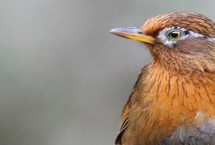 画眉鸟练胆子的方法，可放置在安静的地方独处一段时间