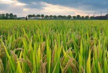 鼎稻3水稻栽培技术要点，该品种主茎12片叶