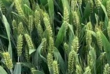 粮源麦2号小麦栽培技术要点，扬花期用多菌灵防治小麦赤霉病