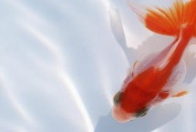 金鱼头瘤破的原因，一般是鱼群互斗导致的