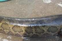 黑鱼为什么不能吃，未煮熟容易感染寄生虫