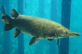 鳄雀鳝好不好养，具有顽强的生命力容易饲养