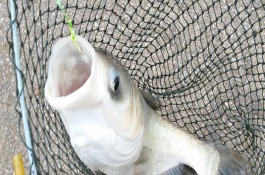 4号主线和几号子线与鱼钩一起使用，确保质量能应付10斤以内的鱼类