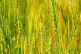 中麦688小麦栽培技术要点，与对照品种周麦36号熟期相当