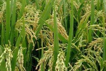 绥粳318水稻栽培技术要点，普通粳稻品种