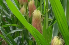 农科大261玉米栽培技术要点，农科大261玉米种子特点