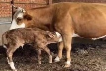 母牛生产之后多久发情，有助于母牛的恢复