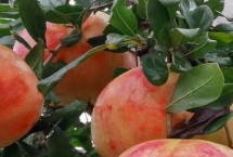 石榴的生长环境和条件，规模和产量是我国石榴产区之首