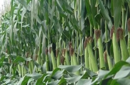 九单64号玉米品种基本信息，九单64号玉米种子介绍