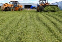 黄储玉米秸秆方法，带穗青贮产量更高、适口性更佳