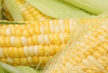 作物种类，夏播生育期为101天