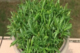 水培罗汉松怎么养护，需定期向容器中添加营养液