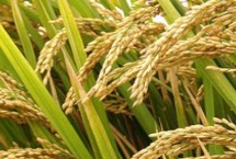 瑞优华占水稻栽培技术要点，每亩有效穗数17.8万穗