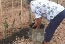 火龙果的施肥量，从树体本身的消耗、土壤的供给能力以及肥料的利用率来考虑