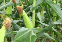 周亿2号玉米栽培技术要点，云南最佳播种节令4-5月份