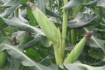 鸿翔骏腾520玉米栽培技术要点，辽宁省春播生育期128天