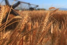 小麦拔节期是什么时候，通常从2月底到3月20日