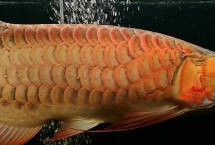 养龙鱼的注意事项，体型大需较大空间