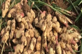 生姜怎么种，可采取以下3种方式