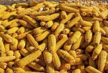 斯达糯60玉米栽培技术要点，在中等肥力以上地块栽培