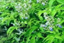 荆条的用途，属于牡荆族、黄荆种的落叶灌木或小乔木