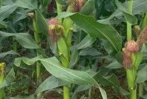 水金玉68玉米栽培技术要点，两年区试平均生育期124天