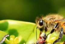 完全变态发育昆虫，属典型的有益昆虫