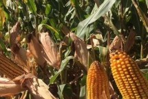 兴业606玉米栽培技术要点，高抗茎腐病