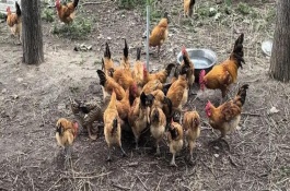 一个平方散养多少只鸡，0-4周龄能养10-15只/平方米