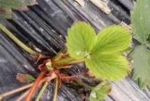 草莓炭疽病的侵染循环，可选择抗病品种、避免重茬种植