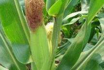 恩玉2号玉米栽培技术要点，开展好病虫害防治