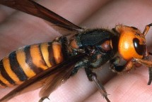 被马蜂蛰后过多久才脱离危险，24小时内无异常即可逐渐恢复