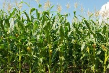 冠虎107玉米栽培技术要点，高抗禾谷镰孢茎腐病
