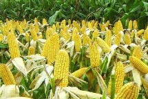 登海先锋180玉米栽培技术要点，适宜播种期6月上旬至中旬