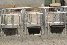 母猪定位栏尺寸，可以节省地方但会导致肢蹄病增多