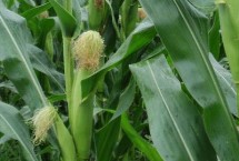 禾贮9号玉米栽培技术要点，中抗大斑病