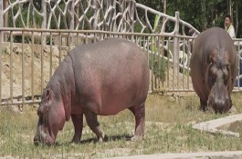 河马怎么过冬，河马可以在陆地上生活