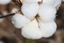 冀棉126棉花栽培技术要点，覆膜地4月中旬播种