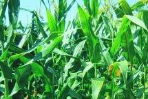 天贵糯502玉米栽培技术要点，或播种时间隔离不少于20天